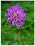 Knautia arvensis