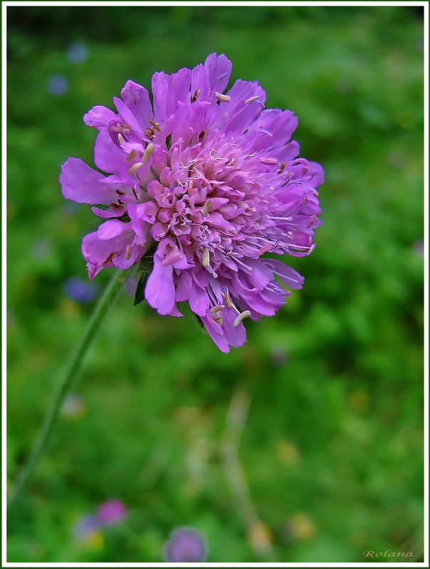 Изображение особи Knautia arvensis.