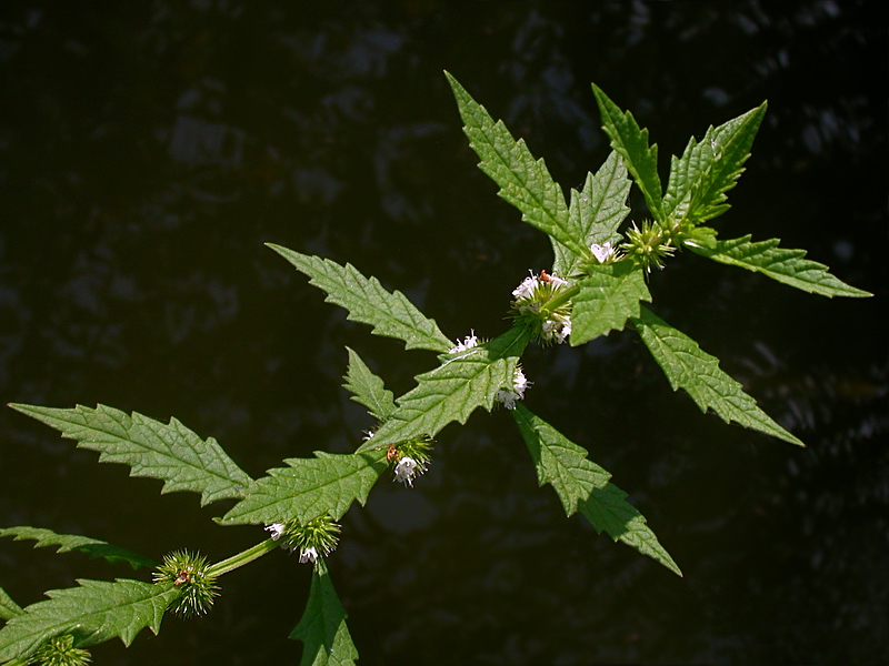 Image of Lycopus europaeus specimen.