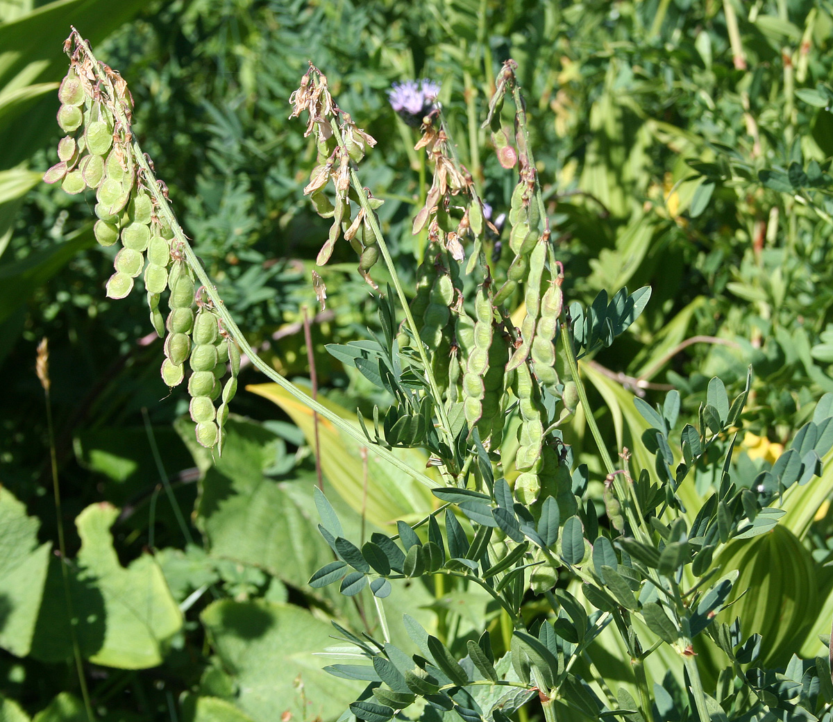 Изображение особи Hedysarum alpinum.