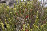 Sarcocornia fruticosa