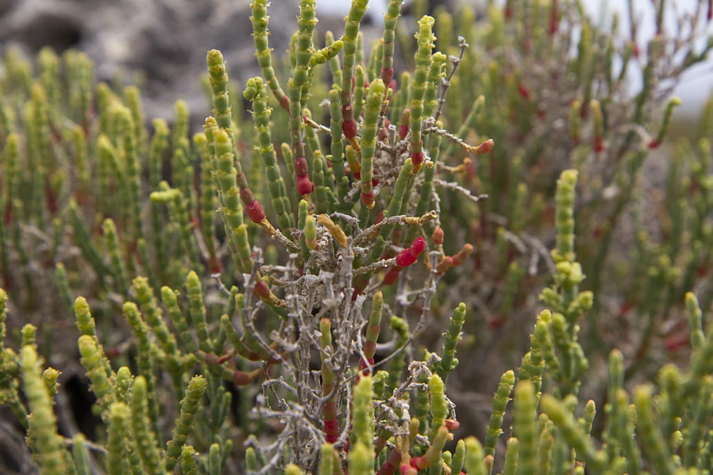 Image of Sarcocornia fruticosa specimen.