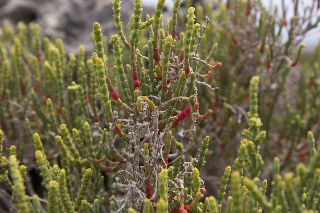 Изображение особи Sarcocornia fruticosa.