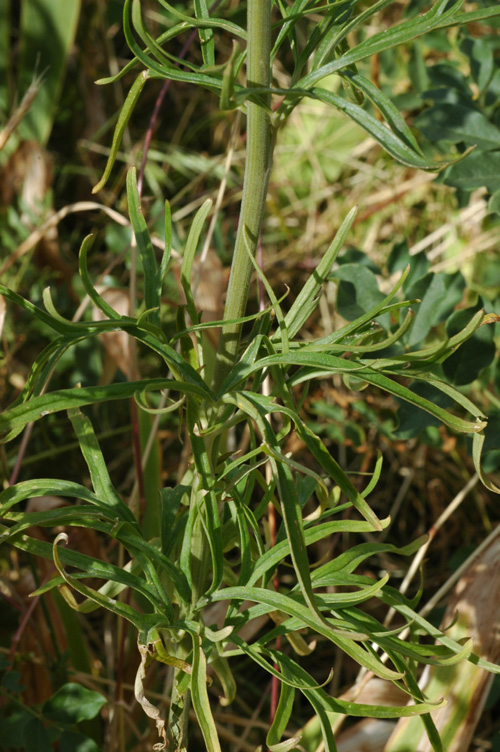 Image of Delphinium biternatum specimen.