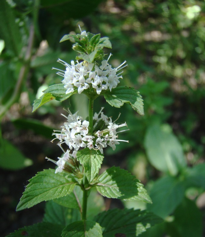 Image of Mentha arvensis specimen.