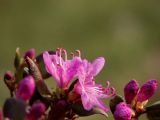 Rhododendron dauricum