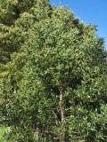Acacia melanoxylon. Молодое дерево. Испания, Канарские острова, Тенерифе, Las Mercedes. Март 2008 г.
