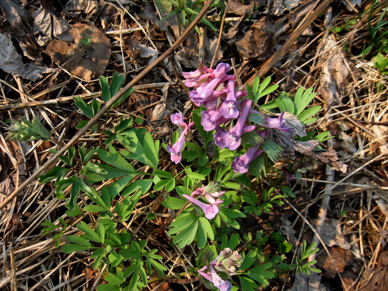 Image of Corydalis subjenisseensis specimen.