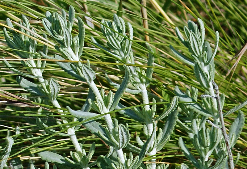 Image of Teucrium capitatum specimen.