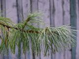 Pinus koraiensis. Ветвь. Карелия, п-ов Киндо, Беломорская биостанция МГУ, в культуре. 13.09.2009.