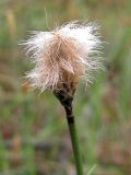 Eriophorum russeolum. Соплодие. Окрестности Архангельска, болото. 25 мая 2010 г.