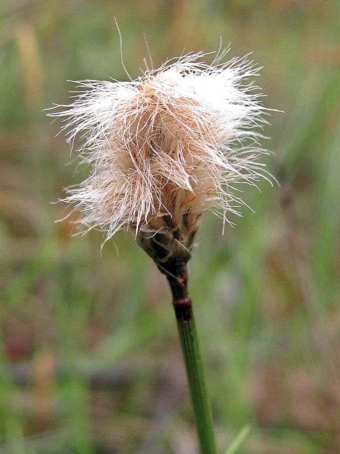 Изображение особи Eriophorum russeolum.