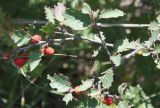 Cotoneaster integerrimus. Ветвь со зрелыми плодами. Крым, нижнее плато Чатырдага. 23.07.2009.