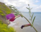 Vicia angustifolia. Верхушка побега с цветками. Краснодарский край, Темрюкский р-н, мыс Железный Рог, приморский обрывистый глинистый склон, на кромке обрыва. 09.05.2015.