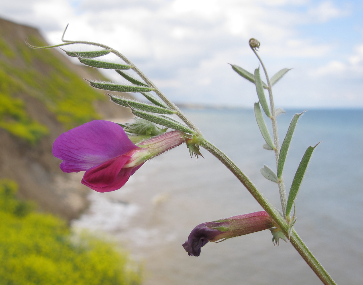 Image of Vicia angustifolia specimen.