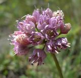 Allium prostratum