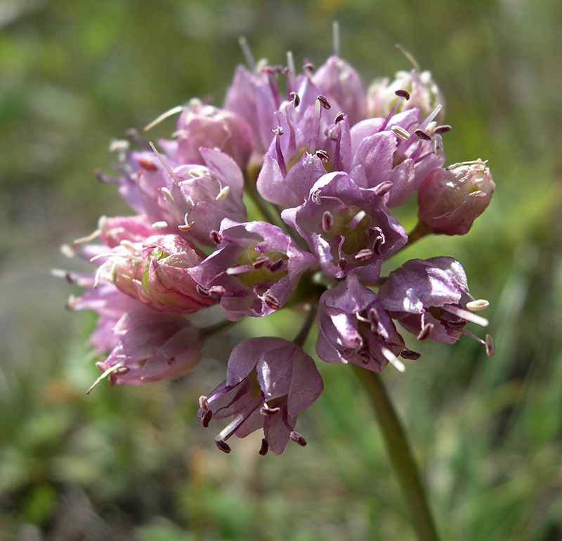 Изображение особи Allium prostratum.