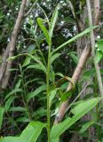 Salix gmelinii