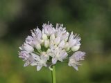 Allium denudatum