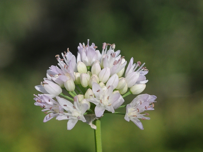 Изображение особи Allium denudatum.