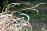 Stipa borysthenica