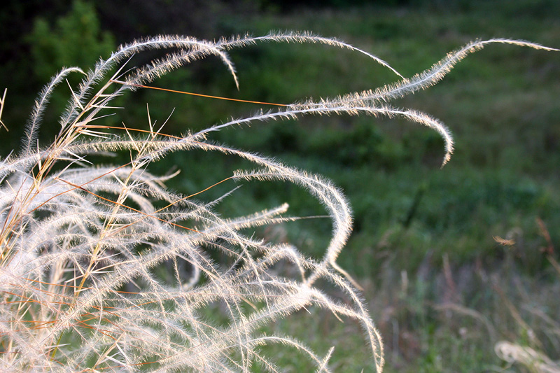 Изображение особи Stipa borysthenica.