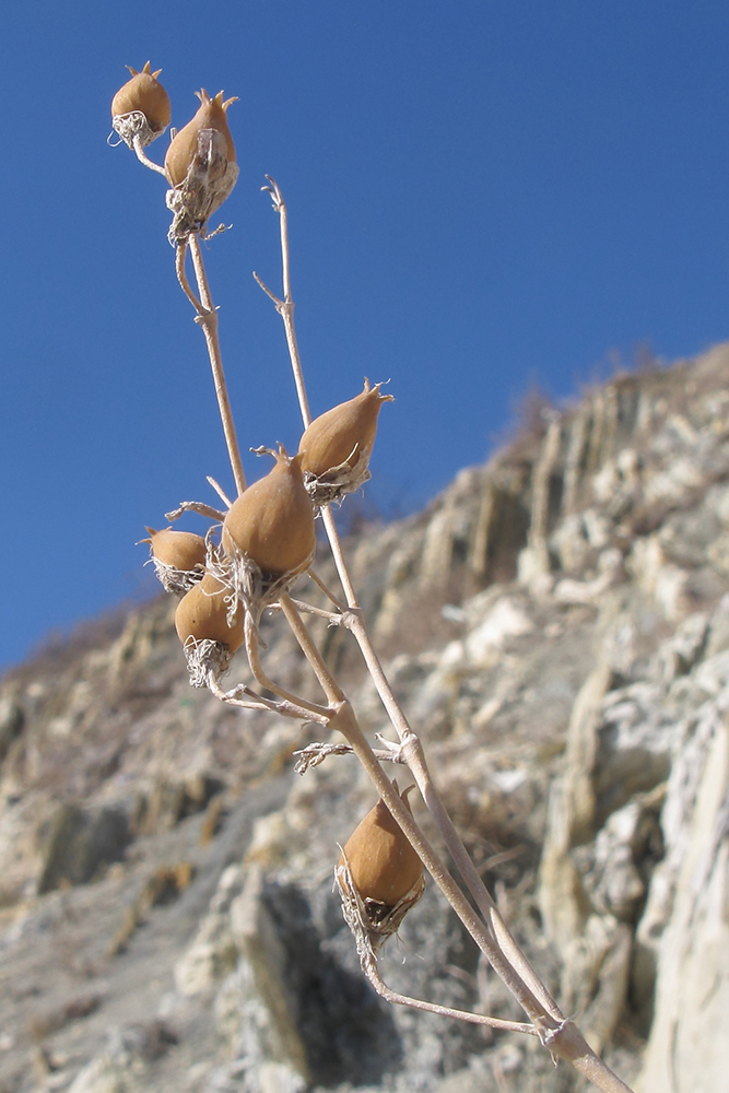 Image of Oberna crispata specimen.