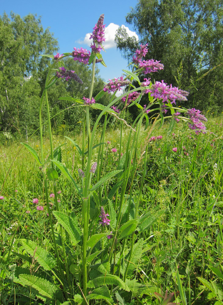 Изображение особи Betonica officinalis.