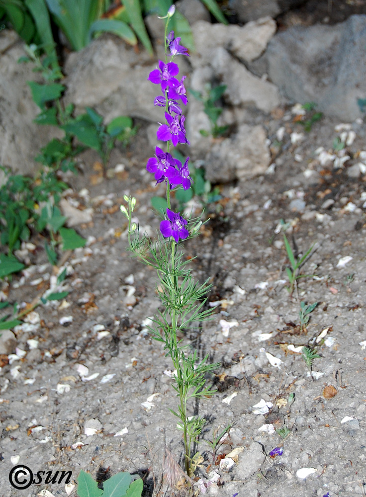 Image of Delphinium hispanicum specimen.