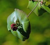 Lonicera dioica