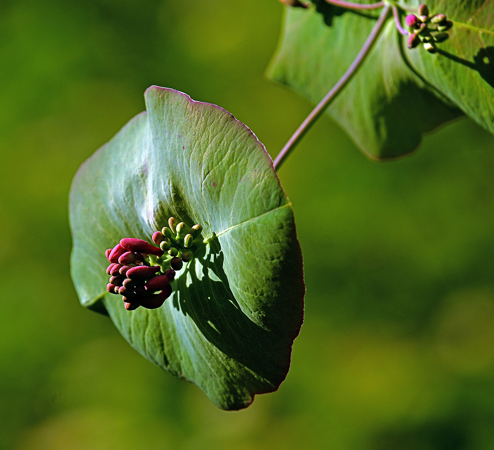 Изображение особи Lonicera dioica.