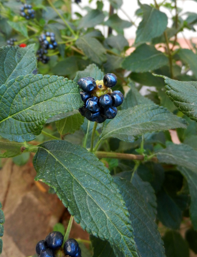 Image of Lantana camara specimen.