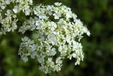 Anthriscus sylvestris. Часть соцветия. Новгородская обл., Боровичский р-н, севернее дер. Сушани, рудеральное место на лугу (возможно, заросшая куча строительного мусора). 14.06.2015.