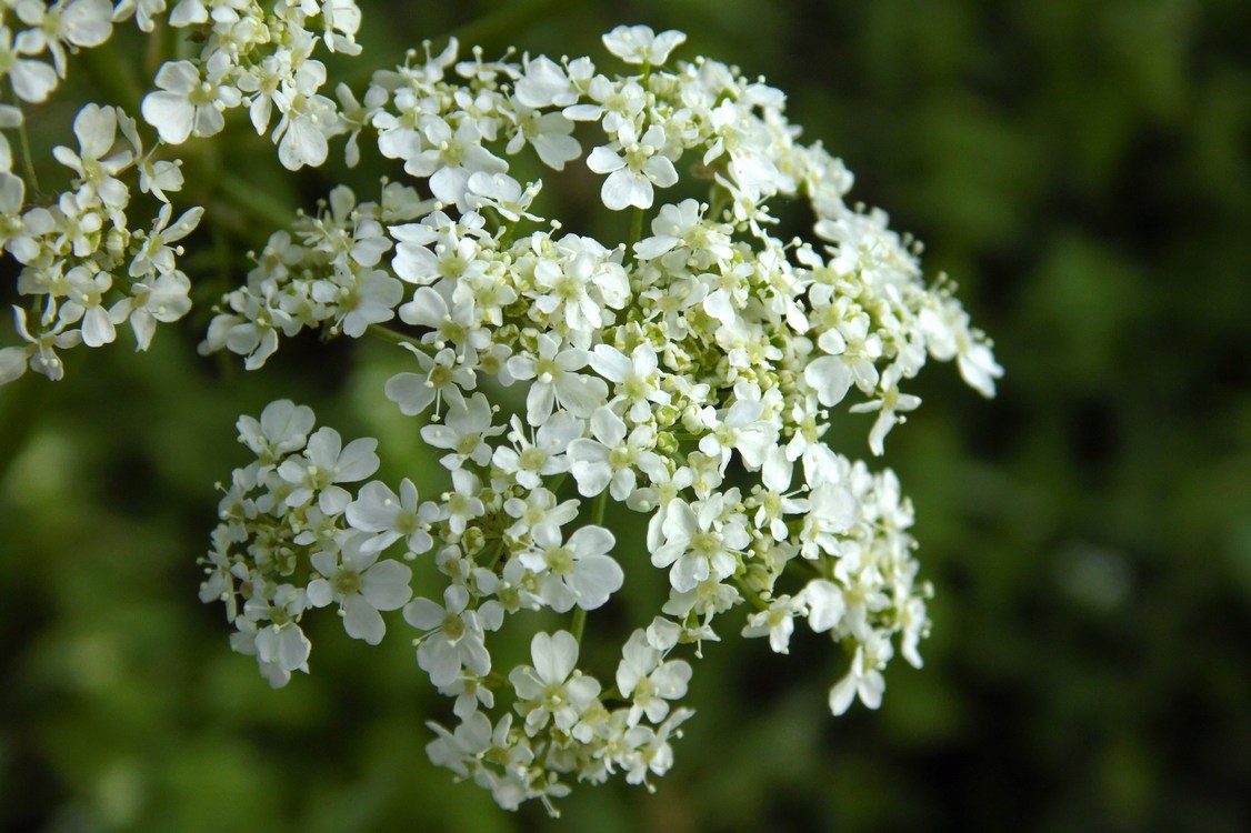 Image of Anthriscus sylvestris specimen.