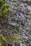 Campanula rotundifolia. Одиночное цветущее растение. Свердловская обл., Карпинский городской округ, гора Серебрянский Камень, зона горной тундры на выс. 900-1000 м н.у.м. 18.07.2015.