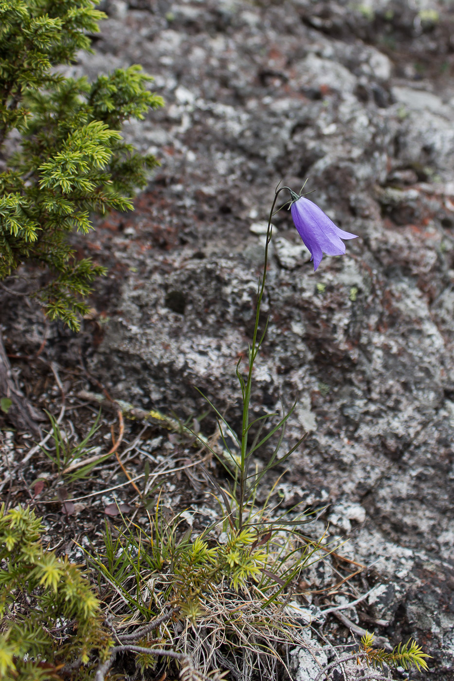 Изображение особи Campanula rotundifolia.
