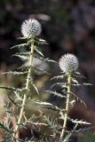 Echinops tschimganicus. Верхушки цветущих растений. Южный Казахстан, горы Алатау (Даубаба), Восточное ущелье, правый гребень. 30.06.2014.