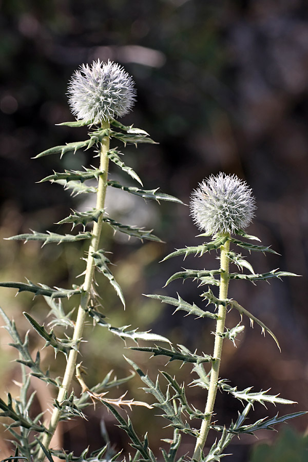 Изображение особи Echinops tschimganicus.