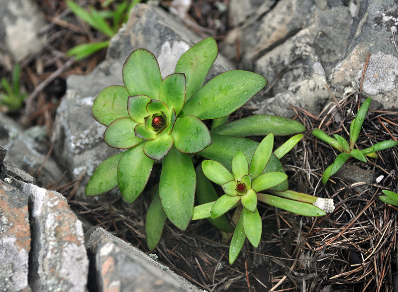 Image of Orostachys maximowiczii specimen.