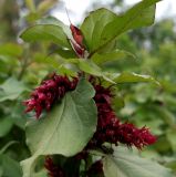 Leycesteria formosa