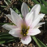 Androcymbium europaeum