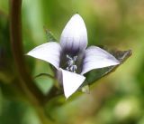 Gentianella sibirica. Цветок. Кыргызстан, Нарынская обл., левый берег р. Нарын, природный парк Салкын-Тор, около ручья. 12.07.2015.