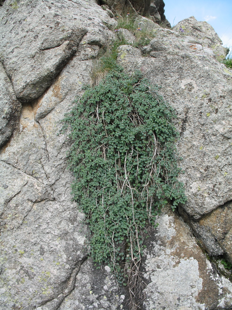 Image of Lonicera humilis specimen.