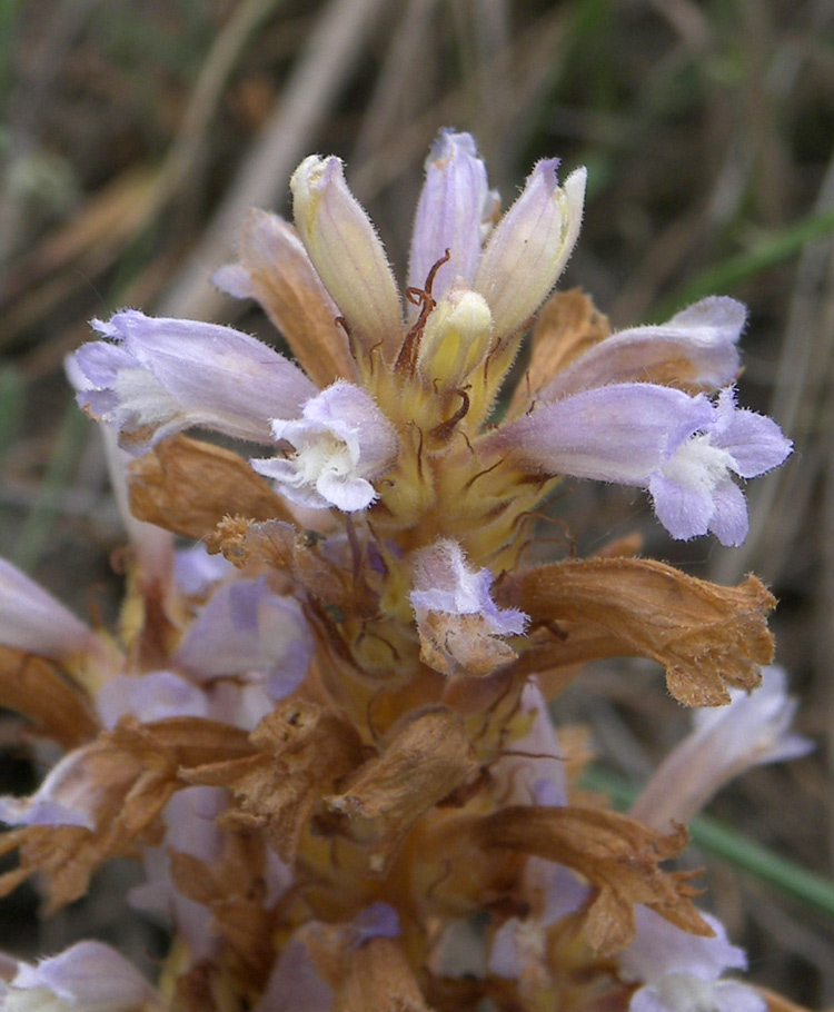 Image of Phelipanche ramosa specimen.