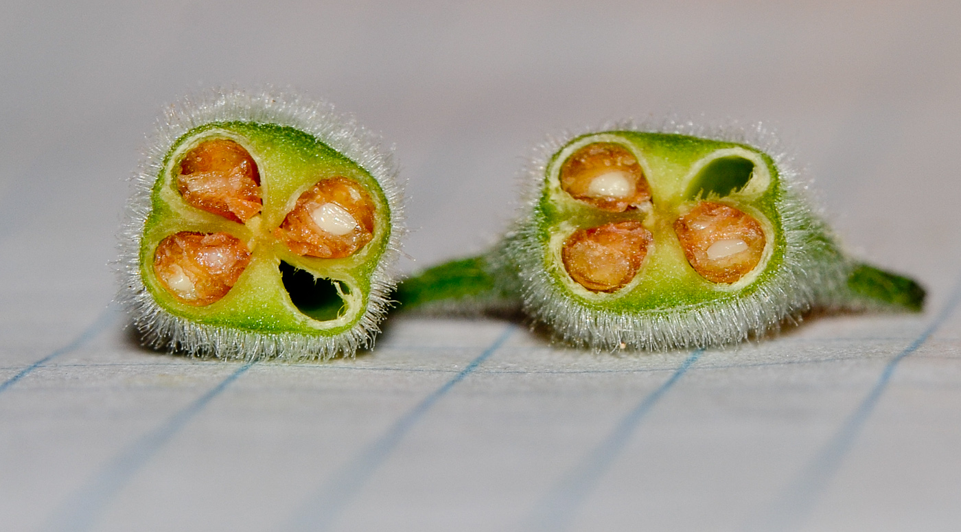 Image of Ceratotheca triloba specimen.