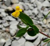 Coronilla scorpioides