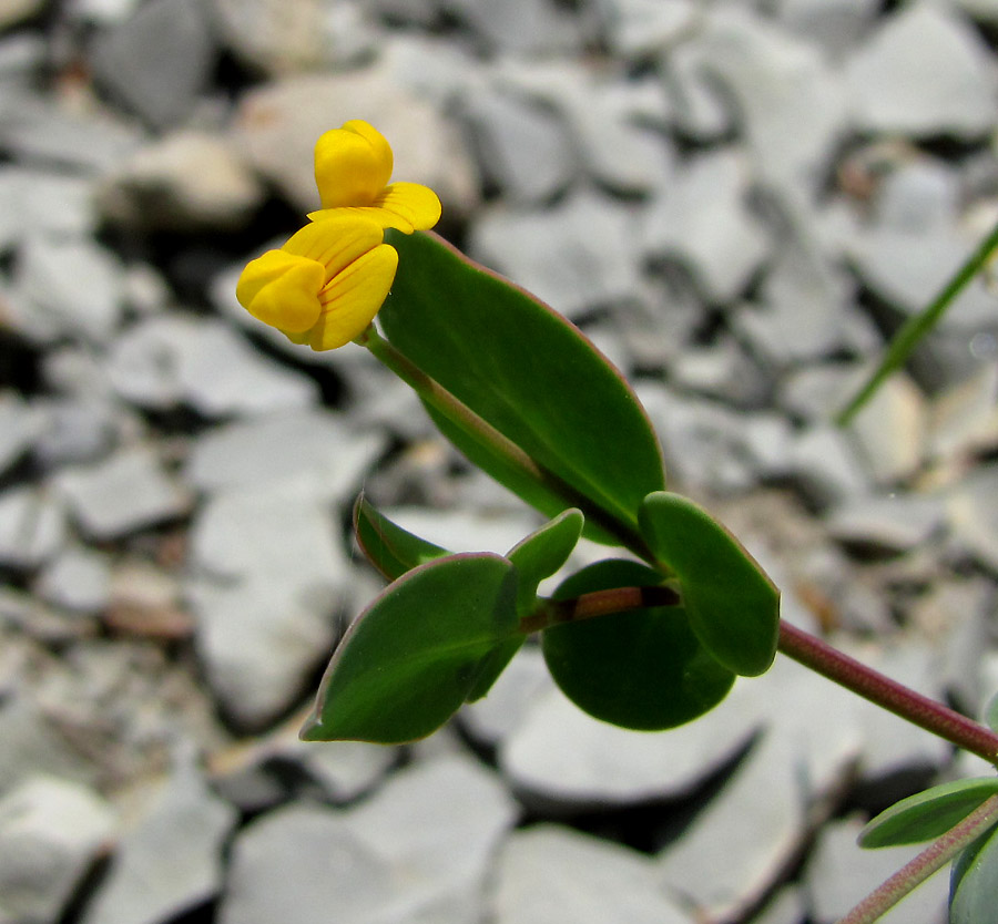 Image of Coronilla scorpioides specimen.