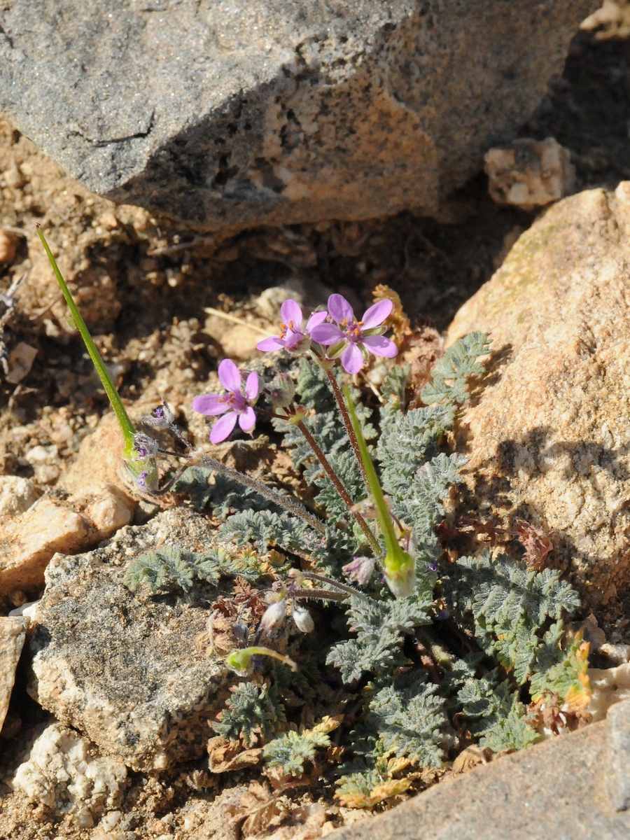 Изображение особи Erodium cicutarium.