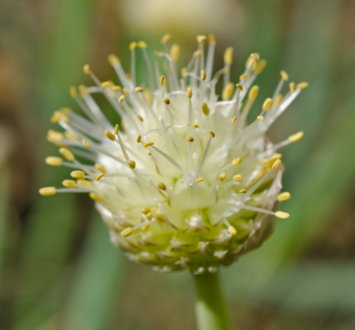 Image of Allium altaicum specimen.