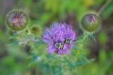 Cirsium serrulatum